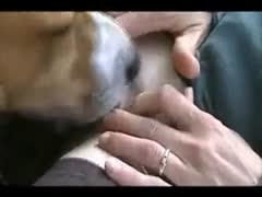 Unfathomable cookie licking from her pet is enjoyed by a horny bitch wearing hawt nylons as she spreads her haunches.